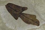 Fossil Leaf And Horsetail - Green River Formation, Utah #117982-2